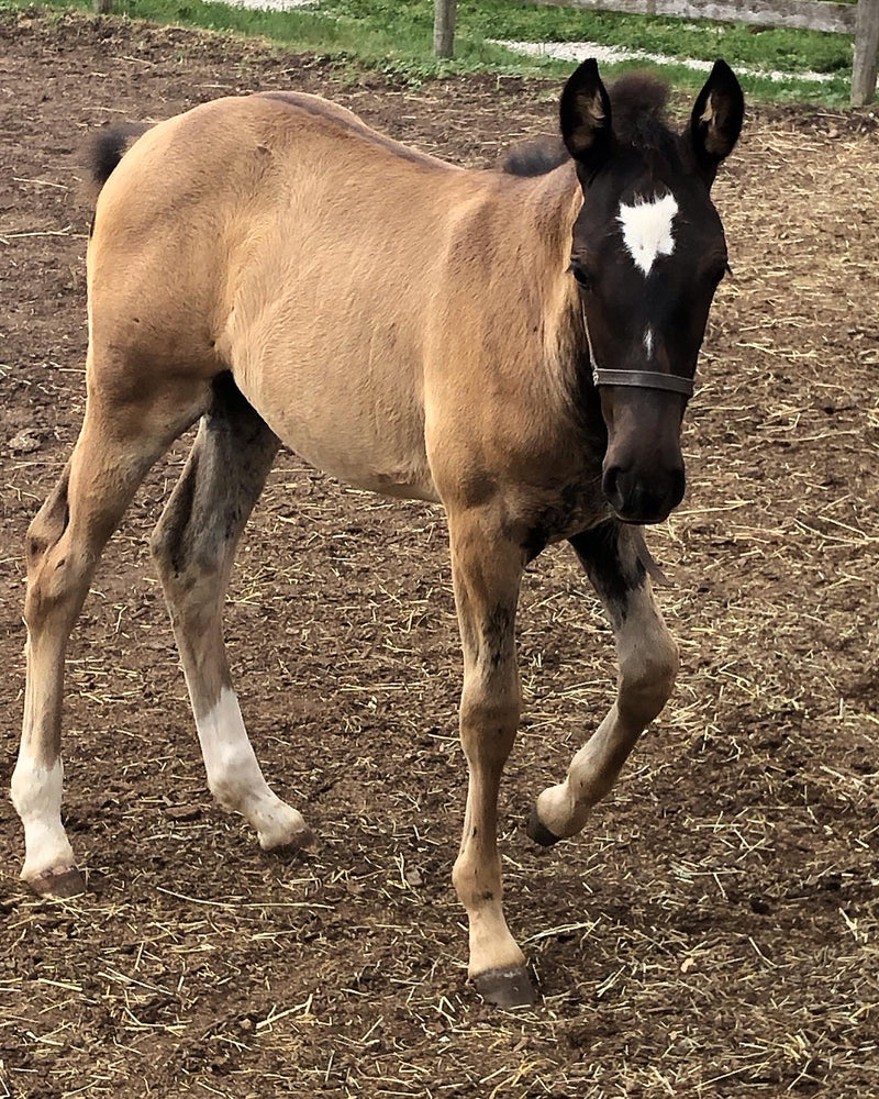 Baby Daphne